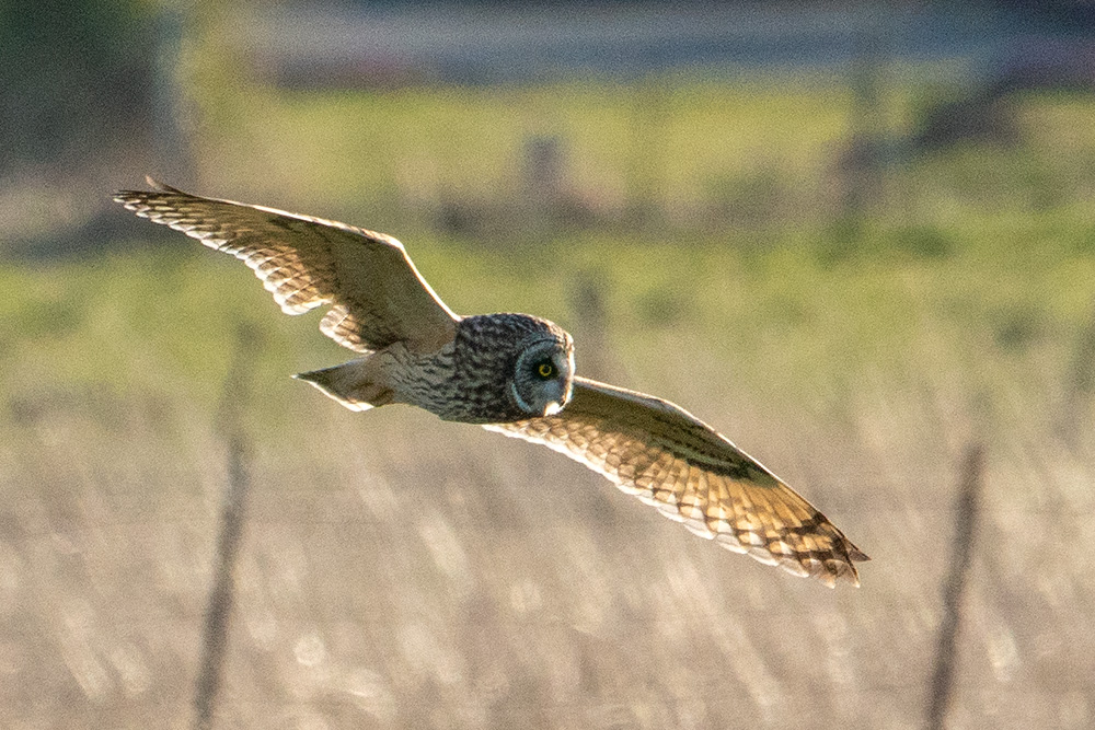 Short-eared Owl